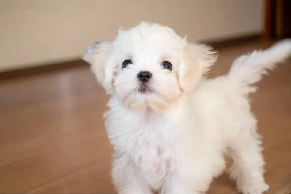 白い犬