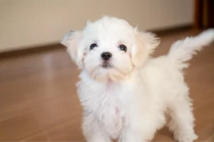 フロアコーティングでグリップ性能を高めたフローリングの上にいる白い犬